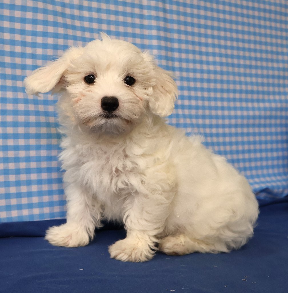 Super mooie Maltezer pups!, Dieren en Toebehoren, Honden | Chihuahua's en Gezelschapshonden, Maltezer, 15 weken tot 1 jaar, Buitenland