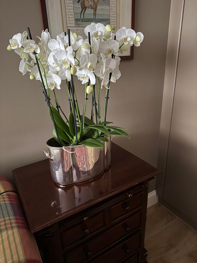 Siercachepot verzilverd ideaal voor 2 orchidee planten, Enlèvement, Comme neuf