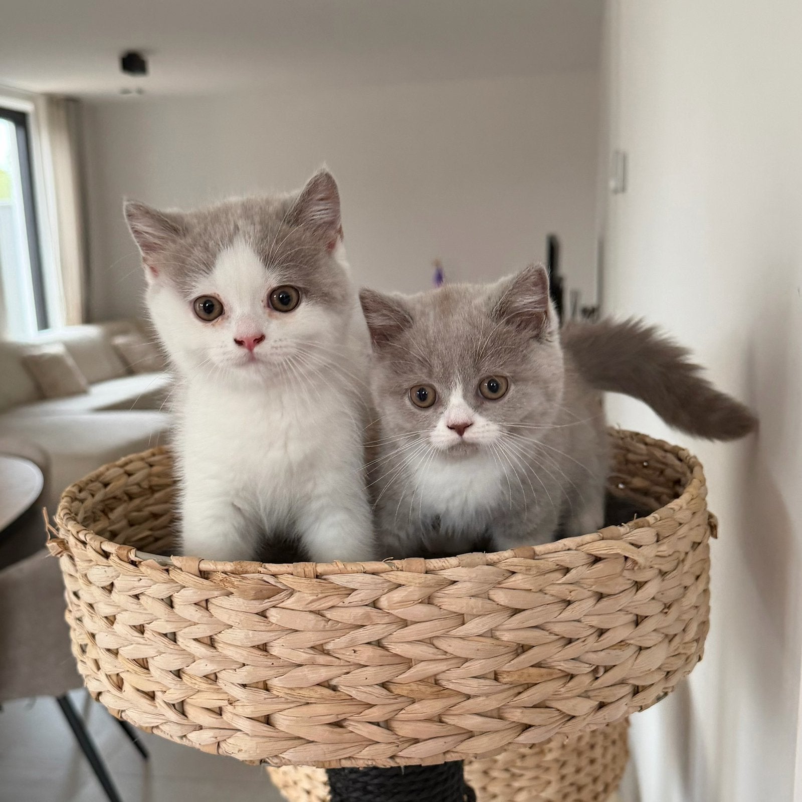 Britse korthaar kittens te koop, beide ouders aanwezig, Plusieurs animaux, Avec puce électronique, 0 à 2 ans