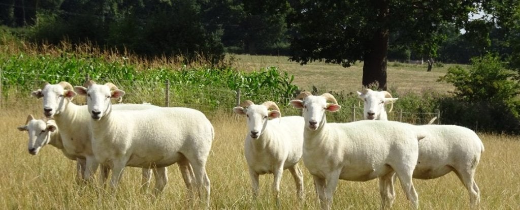 wiltshire horn ooi 3 jaar