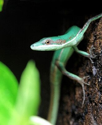 Trio Takydromus smagardinus, Enlèvement, Neuf, Terrarium ou Paludarium