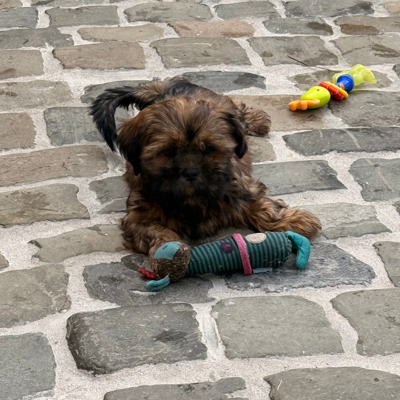 Lhasa apso pups, België, Overige rassen, CDV (hondenziekte), 8 tot 15 weken