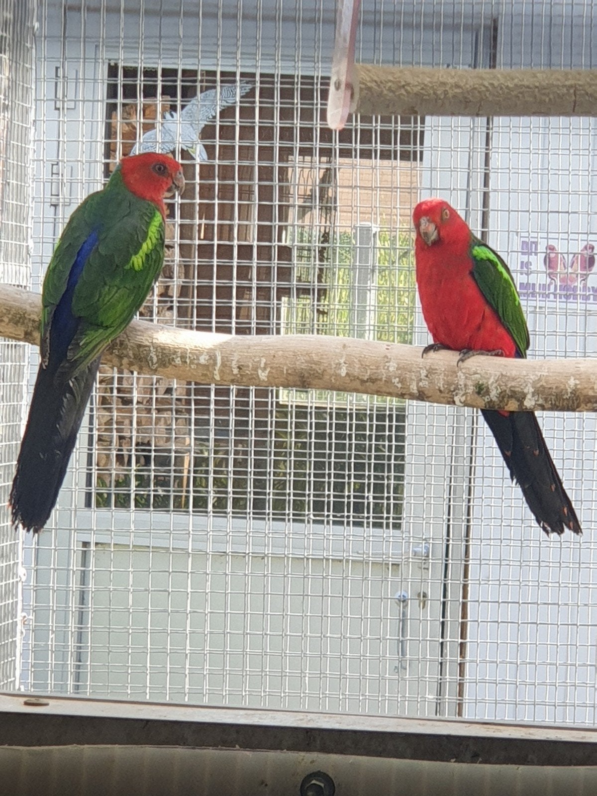Couple des Green Wing Kings, Plusieurs animaux, Perruche, Bagué