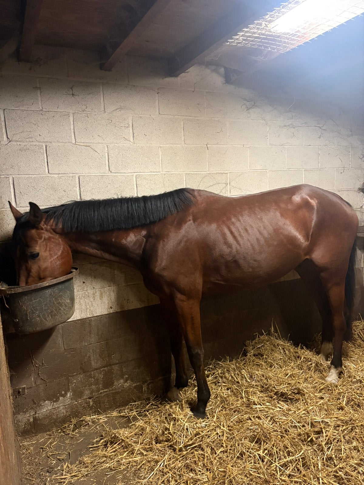 Lieve mooie ruin 5 j, Dieren en Toebehoren, Paarden, Ruin, M