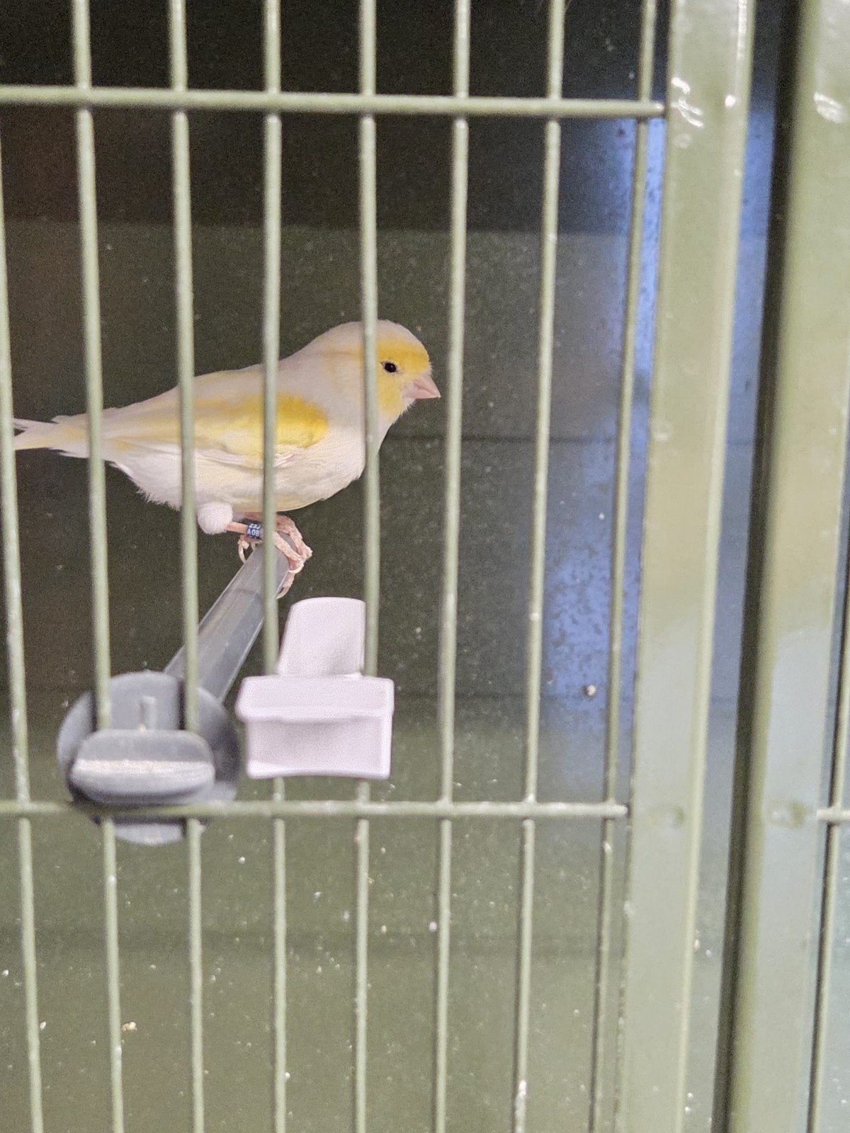 Geel mozaïek kanarie man, Dieren en Toebehoren, Ophalen