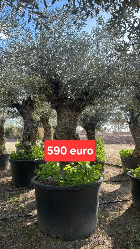 ‼️olijfbomen olea europaea aan stuntprijzen ‼️, Ophalen