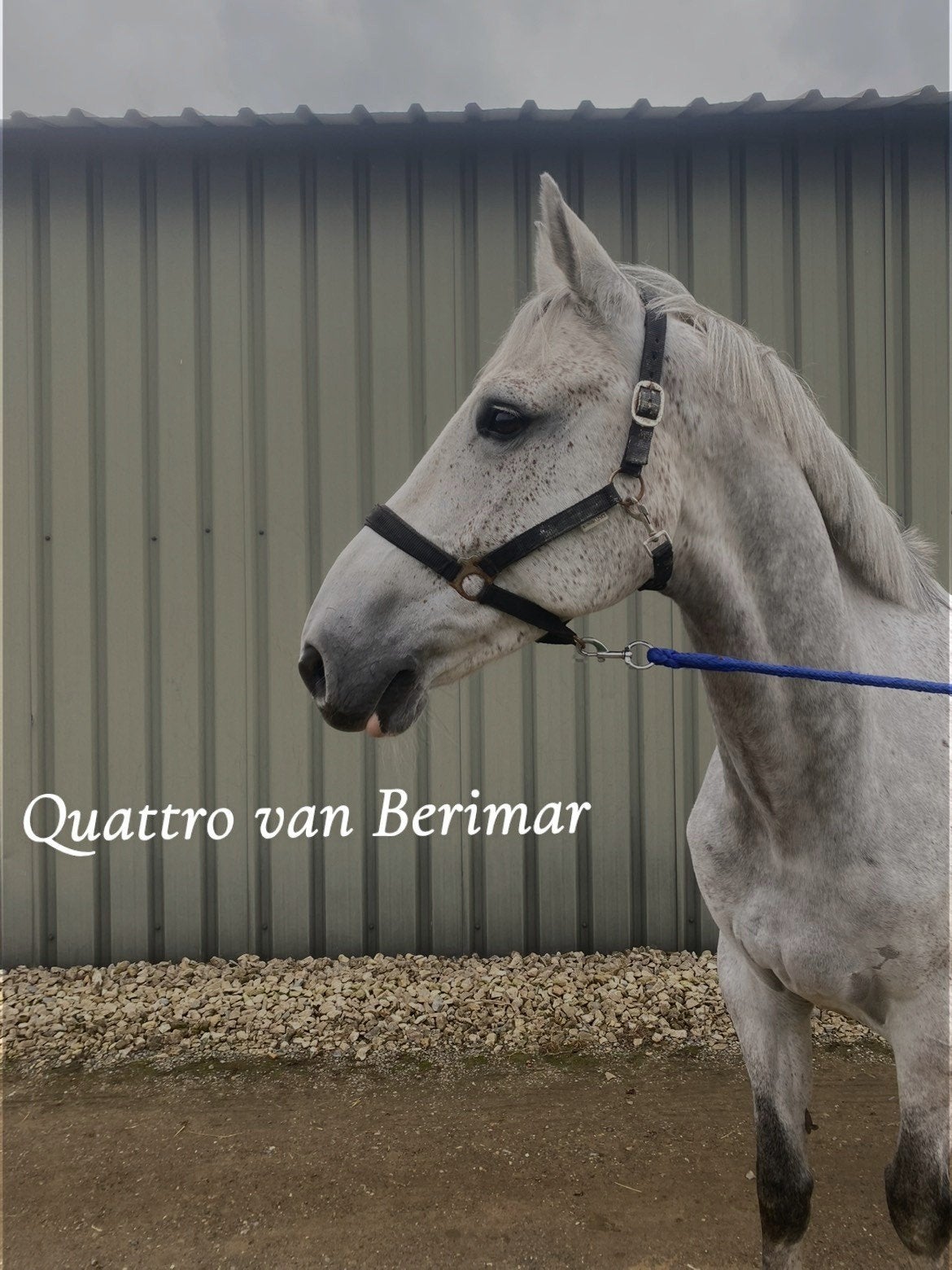 Quattro van berimar, Hongre, M, Avec pedigree, 7 à 10 ans