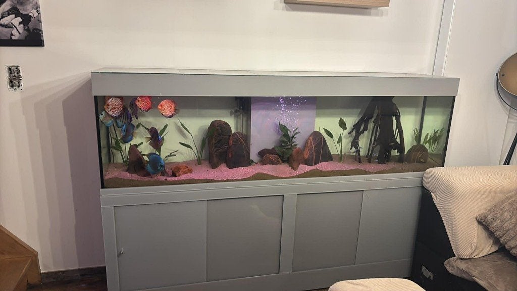 Aquariums, Animaux & Accessoires, Enlèvement, Poissons inclus, Utilisé, Aquarium d'eau douce rempli