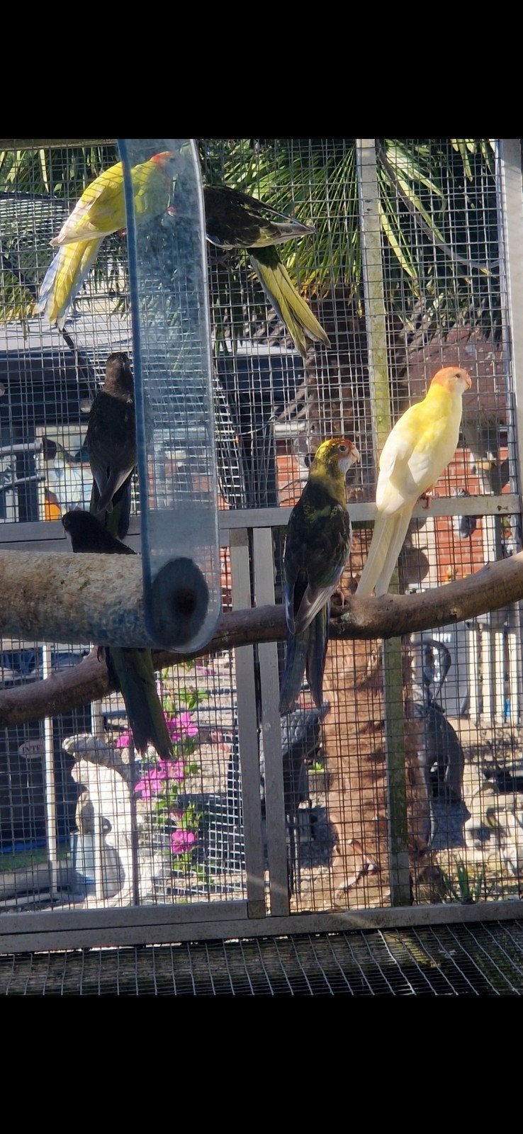 Rosella's ' 26, Dieren en Toebehoren, Vogels | Parkieten en Papegaaien, Parkiet, Meerdere dieren, Geringd