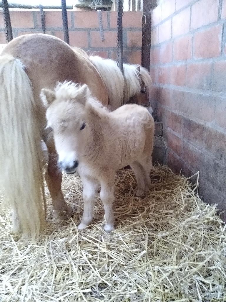 Te koop: Shetlandpony veulens en ezel veulen, Animaux & Accessoires, Poneys, Plusieurs animaux, Ne s'applique pas, Poney de récréation