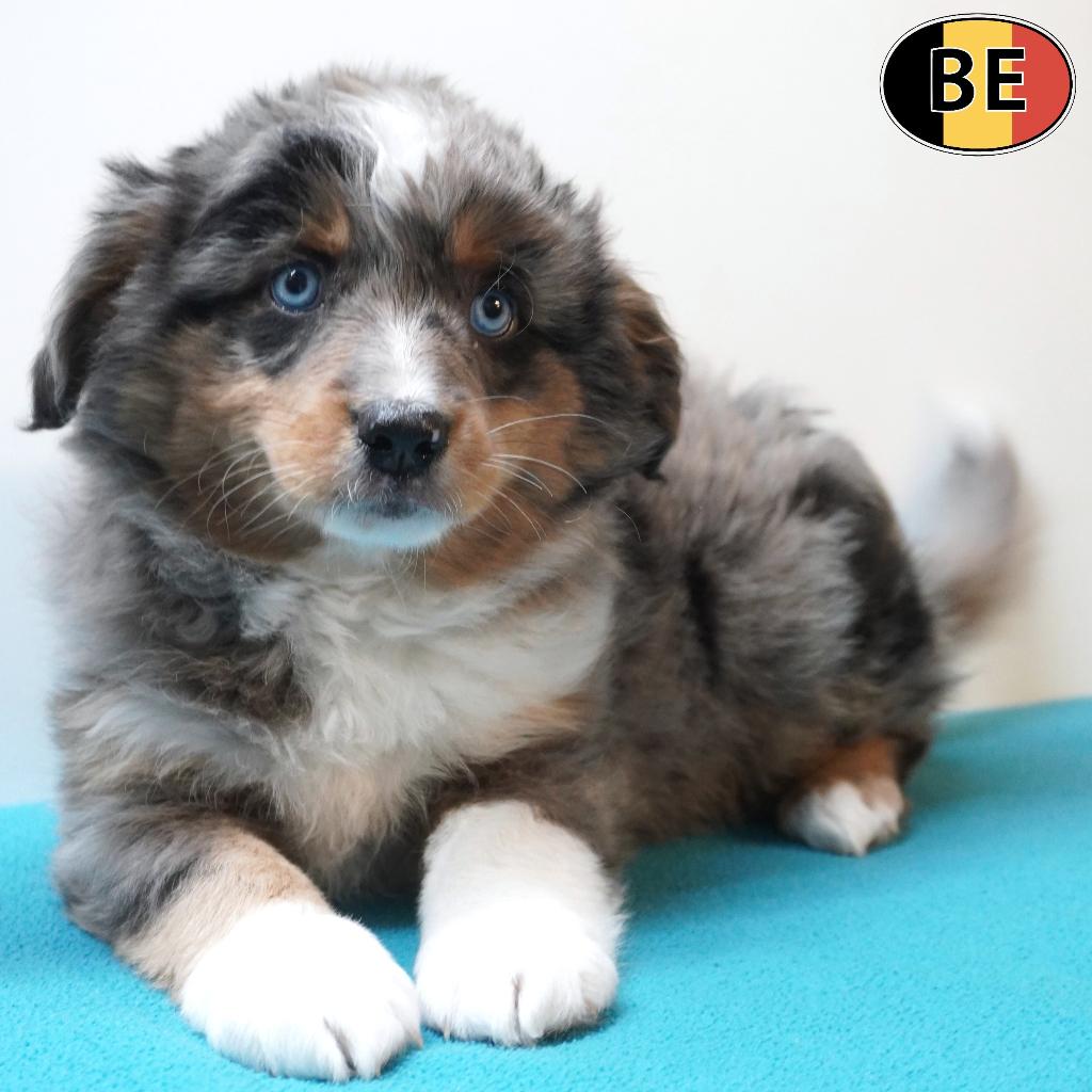 Miniature American Shepherd chiots à vendre (belges), Animaux & Accessoires, Chiens | Bergers & Bouviers, Commerçant, Autres races