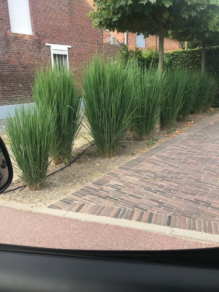 Panicum virgatum northwind, Tuin en Terras, Ophalen