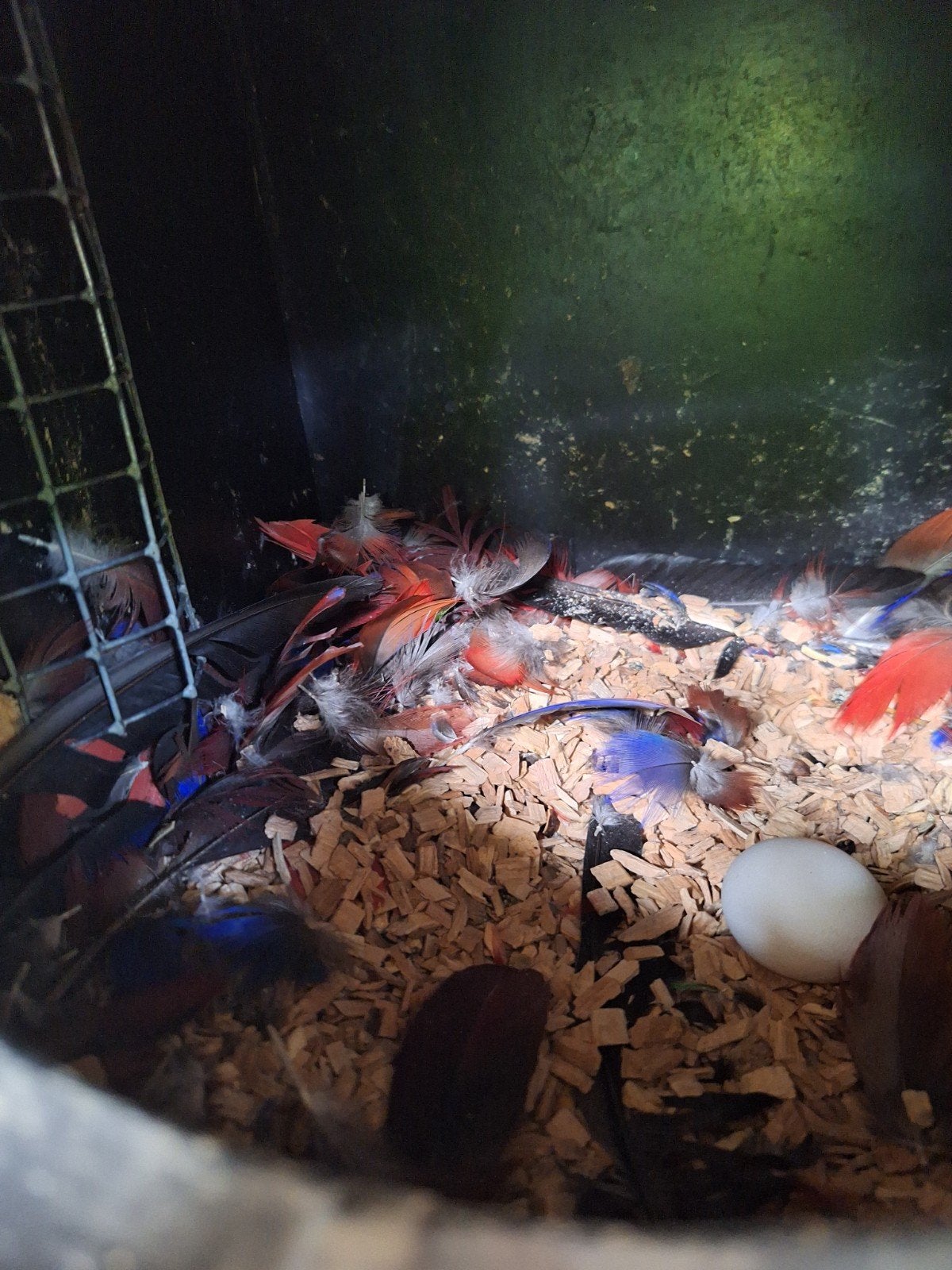 koppel edelpapegaaien, Meerdere dieren, Papegaai
