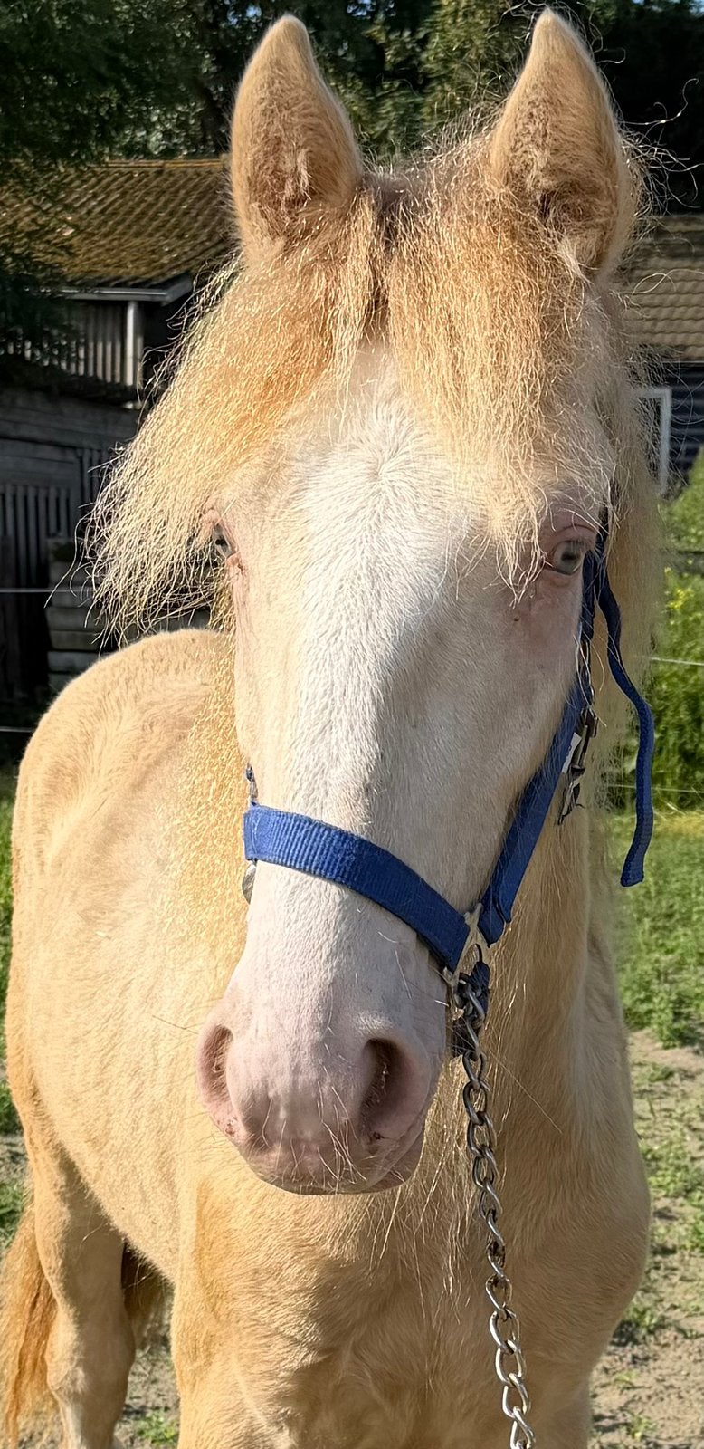 TOPKLASSE GYPSY HORSE COLT MET ZEER UNIEK KLEUR, Dieren en Toebehoren, Paarden, Minder dan 160 cm, 0 tot 2 jaar, Hengst, Gechipt
