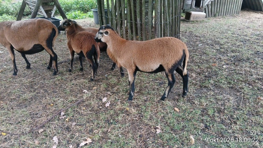 Ram kameroenschaap, Mannelijk, Schaap, 0 tot 2 jaar