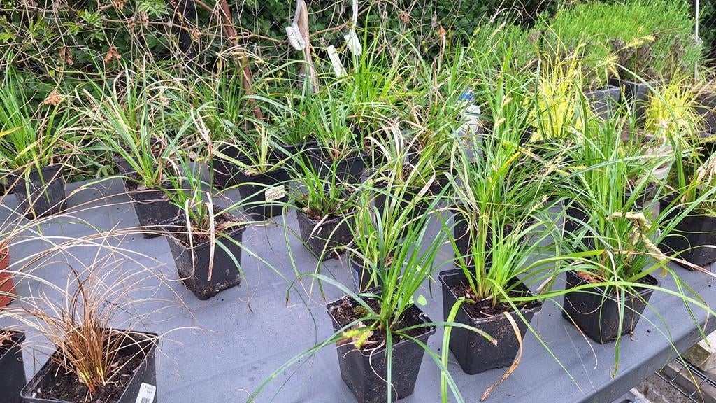 Siergras stekken ( 1euro/stuk ), Tuin en Terras, Planten | Tuinplanten, Ophalen, Siergrassen