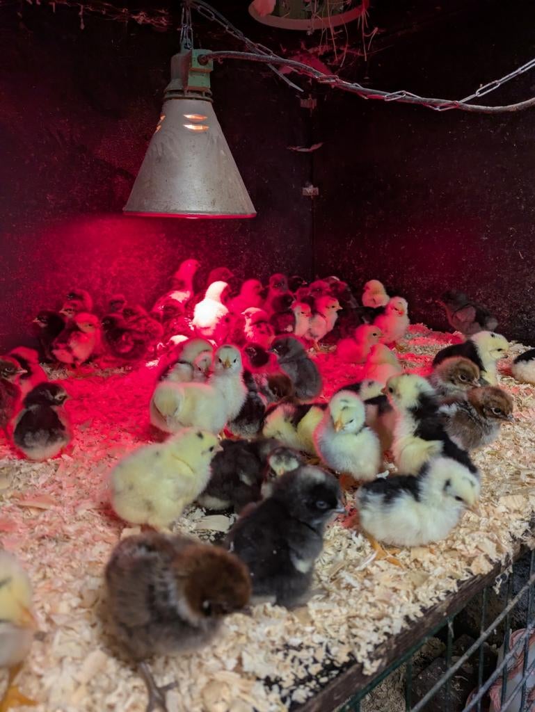 Gratis kuikentjes, Dieren en Toebehoren, Pluimvee