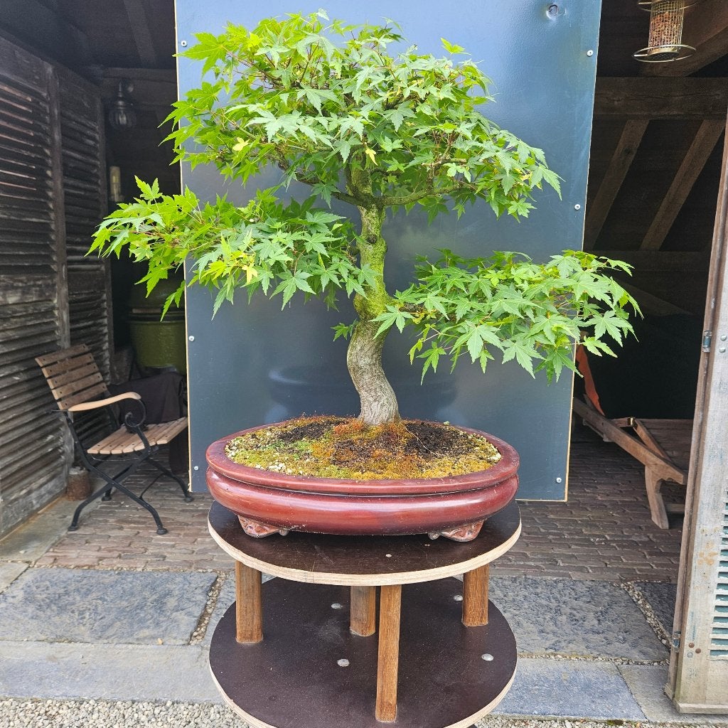 Bonsai Acer palmatum, Tuin en Terras, Ophalen