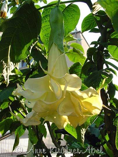 Angels Surprise Brugmansia planten (Dubbelbloemig), Autres espèces, Plein soleil, Été, Enlèvement