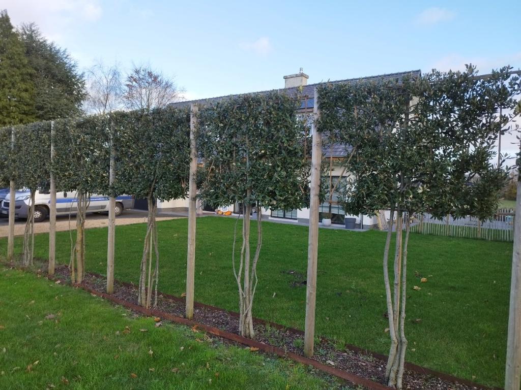 STEENEIK LEIBOMEN - prachtige sfeerbrenger in uw tuin!, Tuin en Terras, Volle zon, Vaste plant, Lente, Ophalen