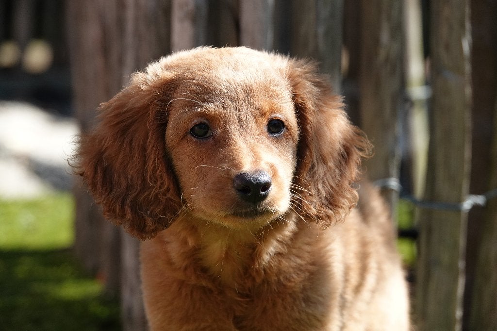 Abrikoze Labradoodle pups (type labrador), met stamboom, Dieren en Toebehoren, Parvo, België, Overige rassen, 8 tot 15 weken