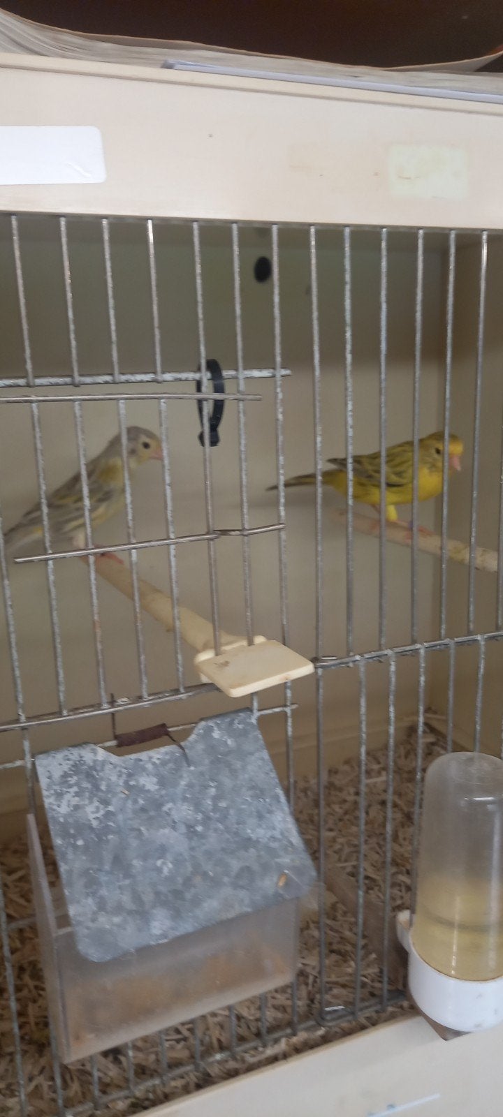 kanaries, Dieren en Toebehoren