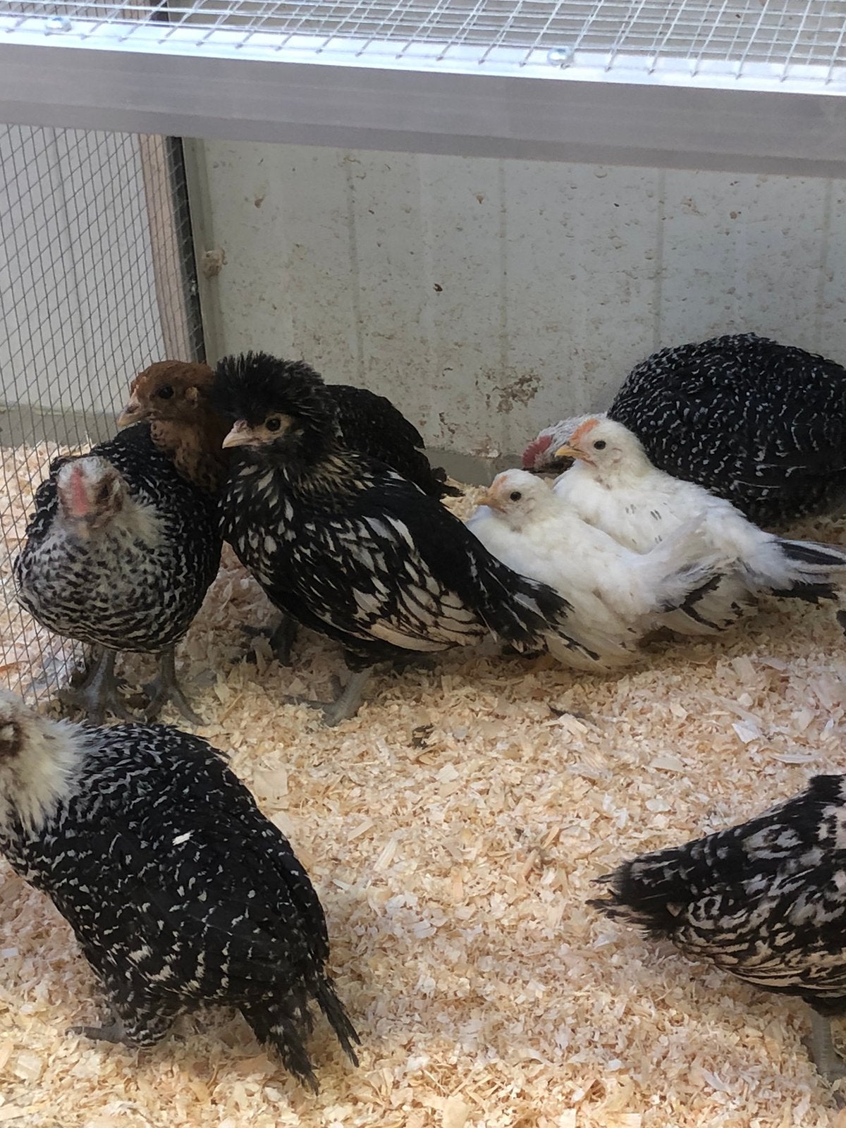 Kuikens, Dieren en Toebehoren, Geslacht onbekend, Kip
