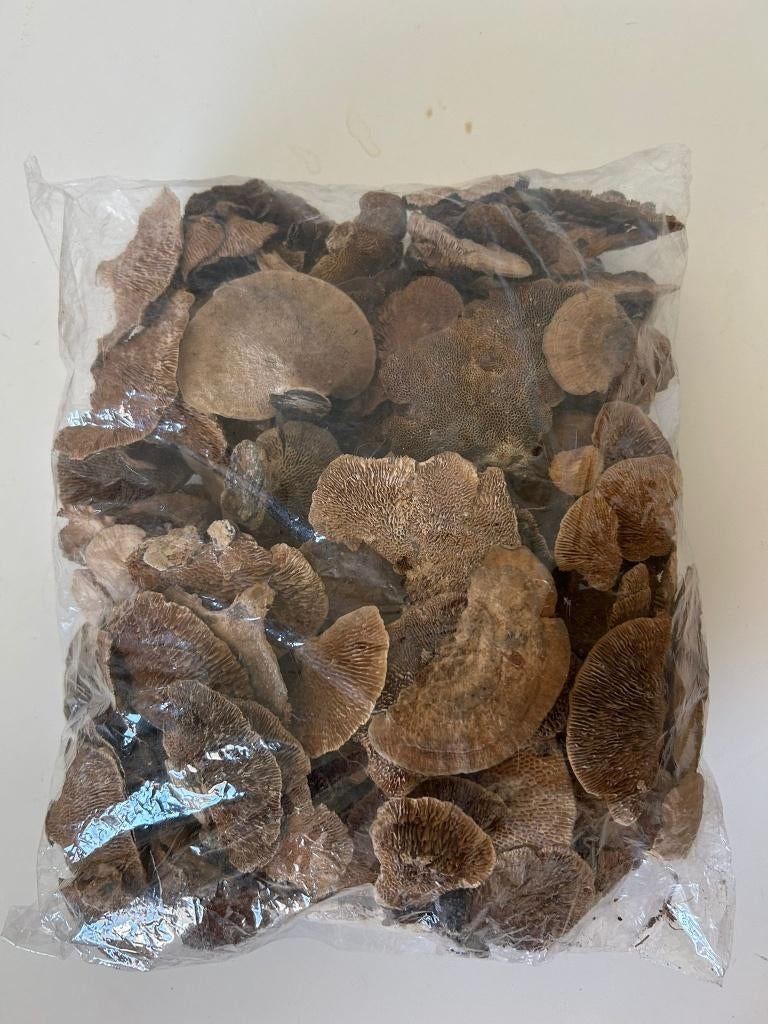 Décoration de champignons séchés, Enlèvement ou Envoi, Neuf