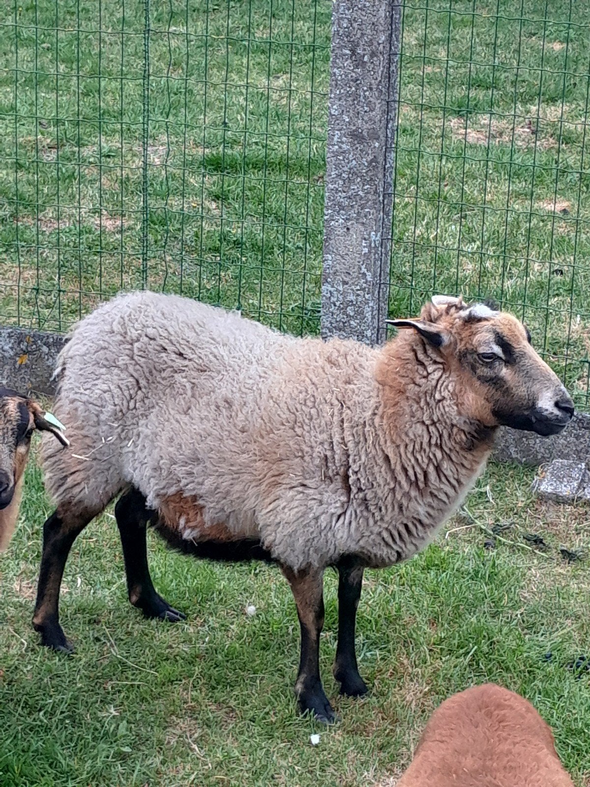 Kameroenschapen ooien, Dieren en Toebehoren, Schapen, Geiten en Varkens, Vrouwelijk, Schaap, 3 tot 5 jaar