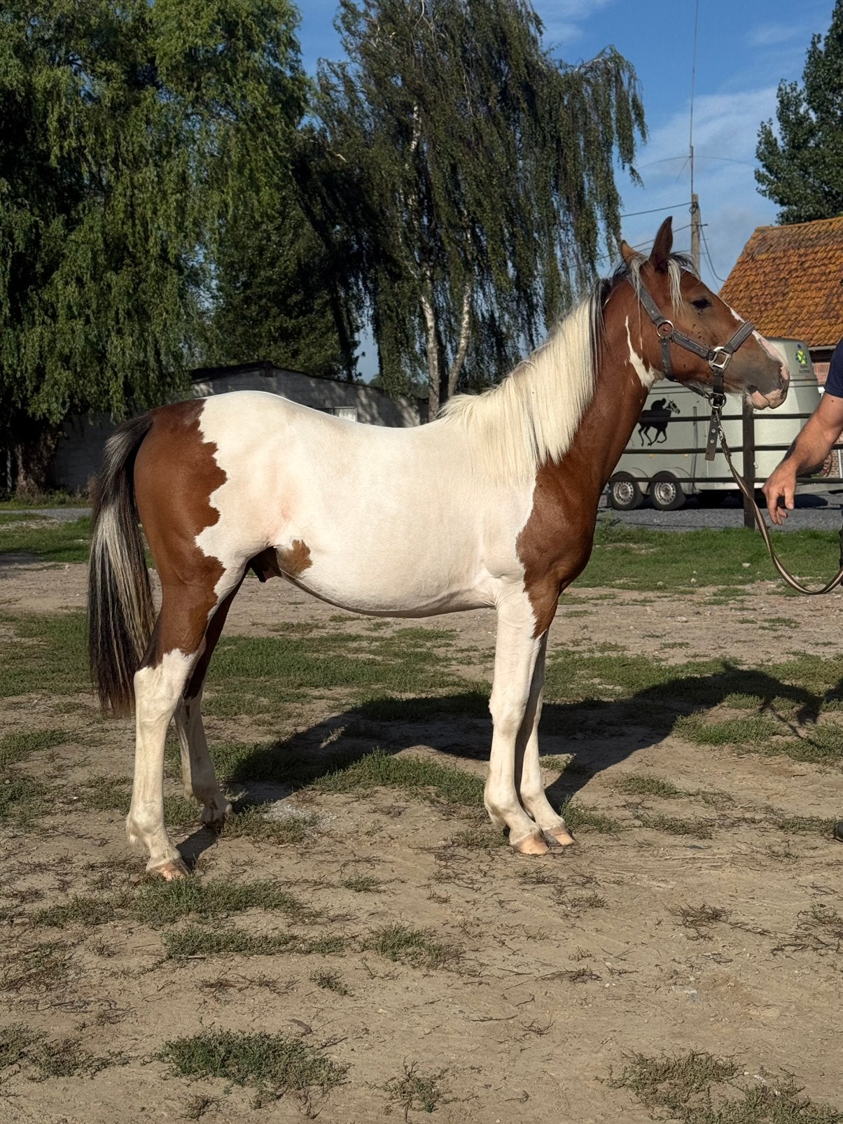 Prachtige pinto jaarling, Dieren en Toebehoren, Gechipt, Minder dan 160 cm, 0 tot 2 jaar, Hengst