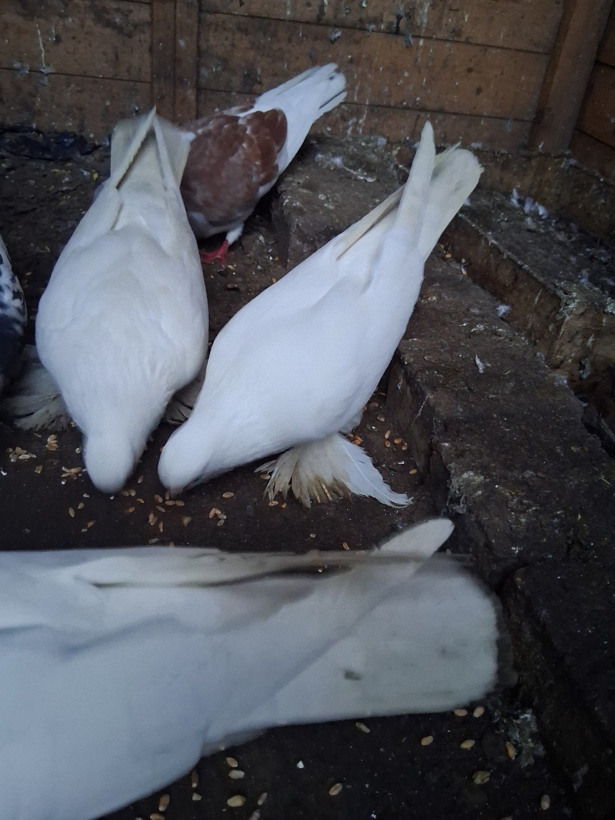 ozbek duiven te kop, Dieren en Toebehoren