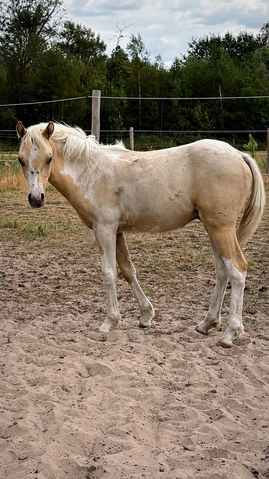 Dun it my Way zoekt nog naar zijn familie, Dieren en Toebehoren, Hengst, Minder dan 160 cm, 0 tot 2 jaar