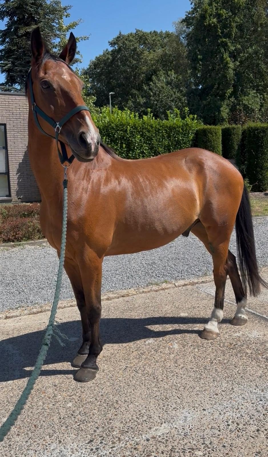 recreatie paard, Dieren en Toebehoren, Met stamboom