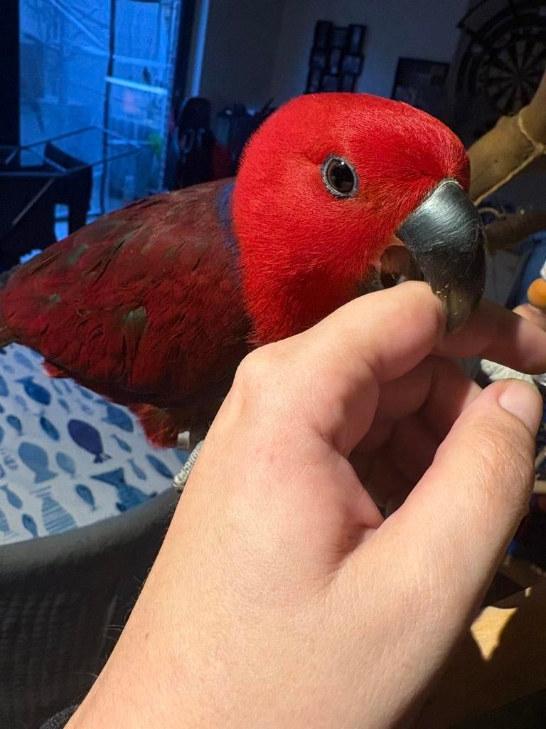 edelpapegaai pop 1 jaar oud, Dieren en Toebehoren, Vogels | Parkieten en Papegaaien, Vrouwelijk, Papegaai, Pratend