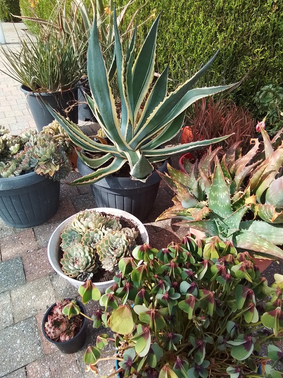 16 gevulde potten / 20€ voor alles! (KOOPJE)!, Tuin en Terras, Ophalen
