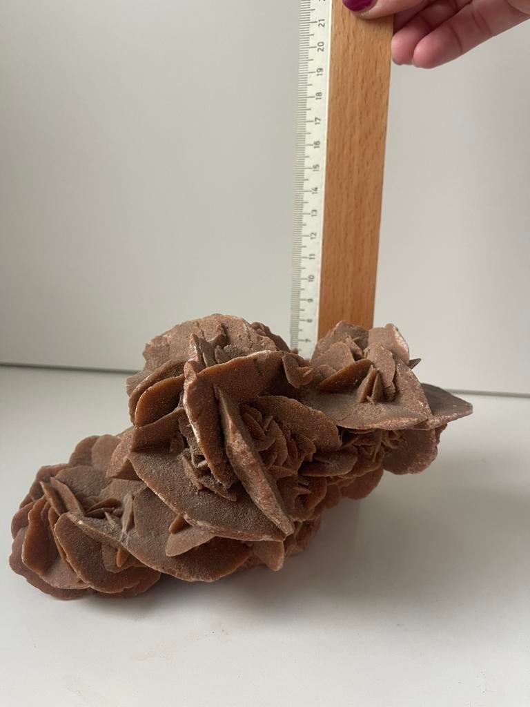 Rose du désert, Enlèvement