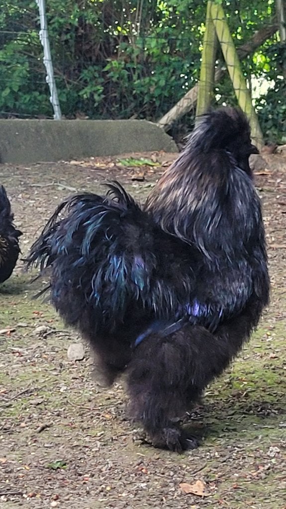 Zwarte zjjdehoen haan, Dieren en Toebehoren, Pluimvee, Mannelijk, Kip