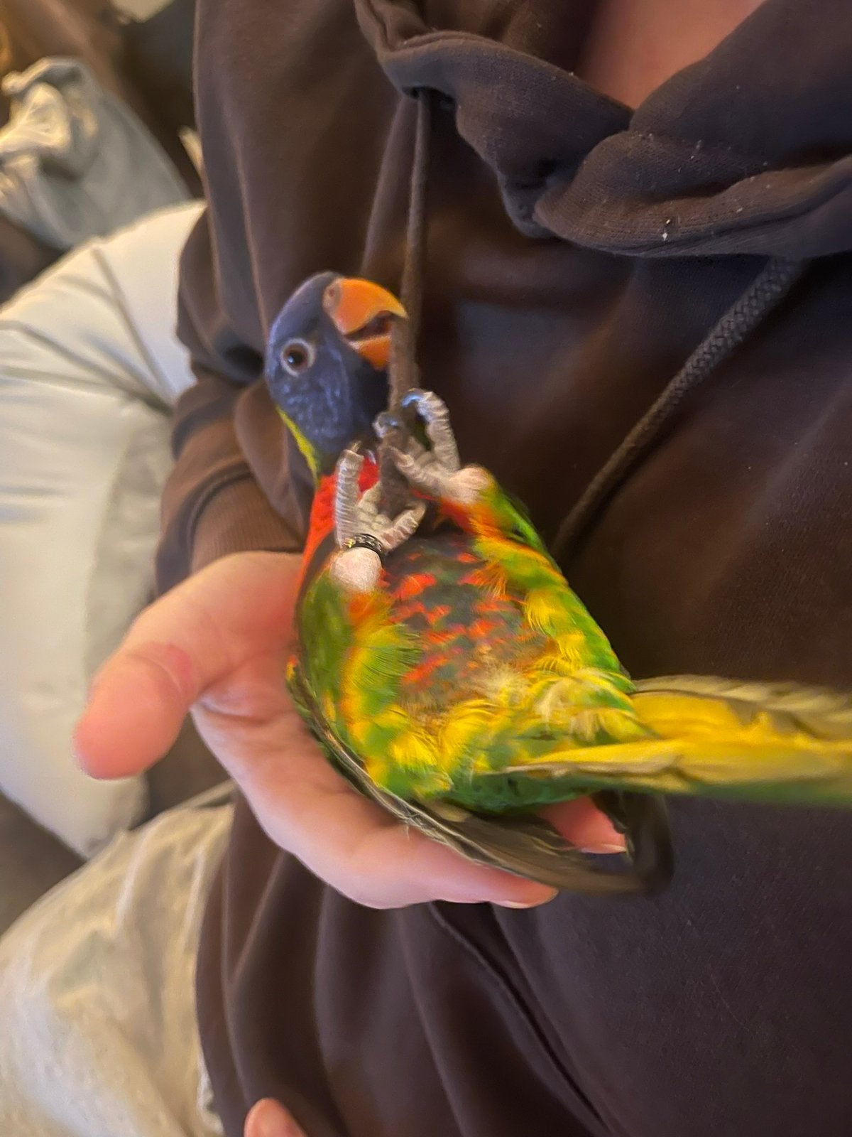 Handtamme sprekende lori papegaai, Dieren en Toebehoren, Papegaai
