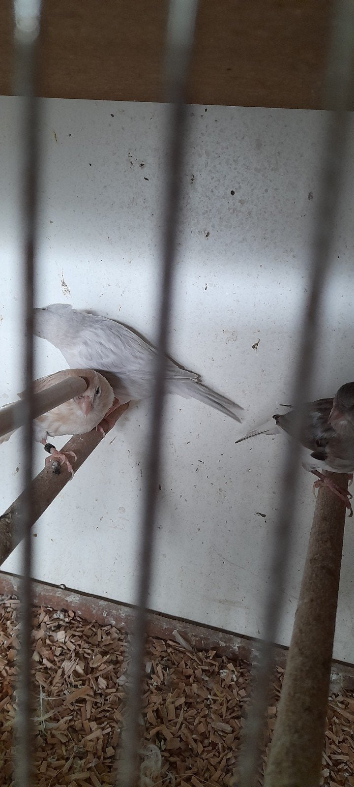 3 kanariepoppen, Dieren en Toebehoren, Vrouwelijk