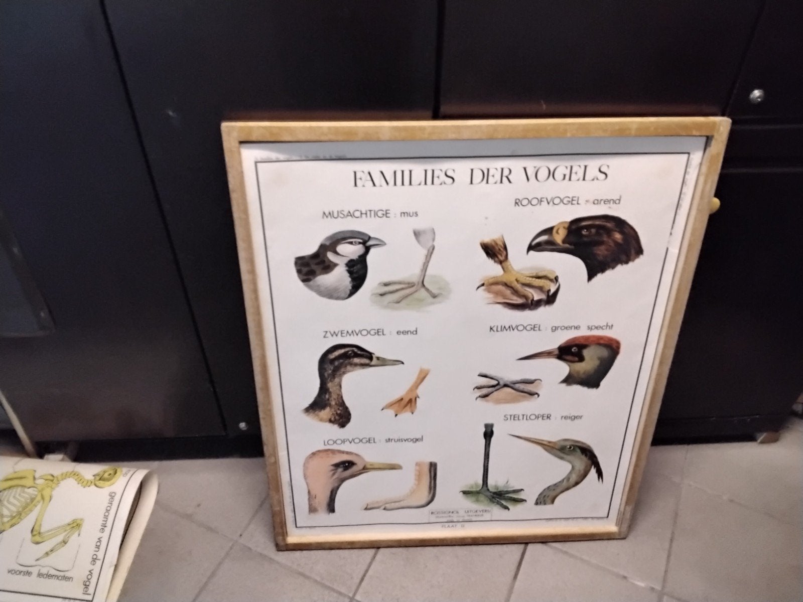oude   schoolkader  van   dieren  9 platen   recto  verso, Antiek en Kunst, Antiek | Schoolplaten, Ophalen of Verzenden