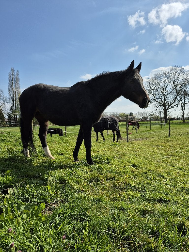 Luxe stal te huur, Dieren en Toebehoren, Stalling, 2 of 3 paarden of pony's