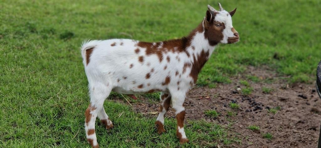 2 prachtige dwerggeit bokjes., Dieren en Toebehoren, Januari, Mannelijk