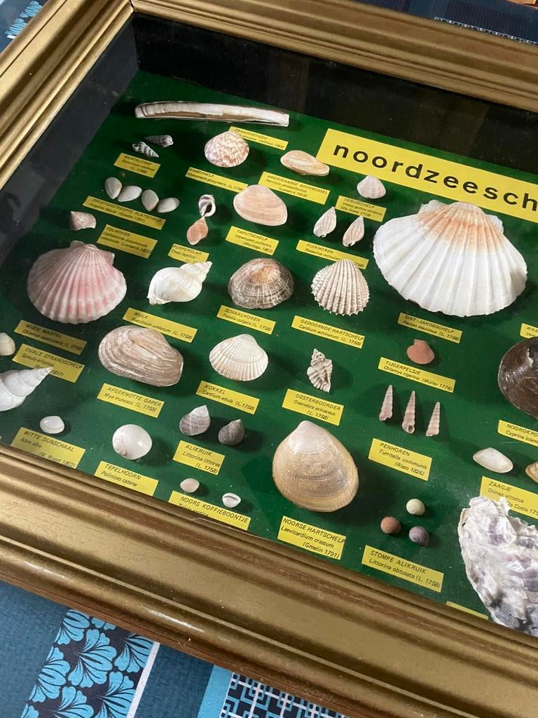Kader, Ophalen of Verzenden, Schelp(en)
