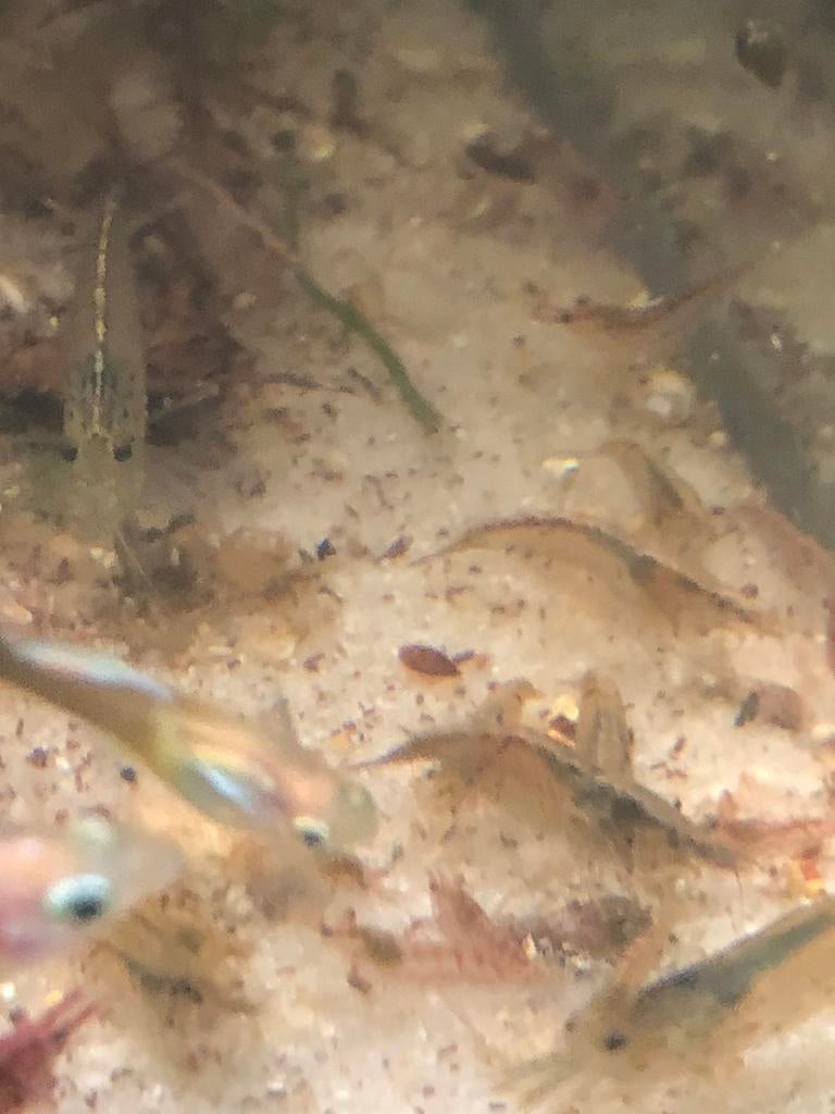 Guppy baby’s, Dieren en Toebehoren, Vis, Zoetwatervis, Schoolvis