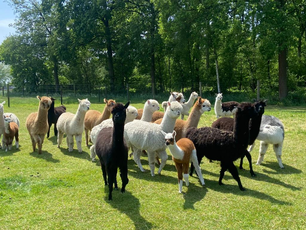 Alpaca wol, Januari, Meerdere dieren