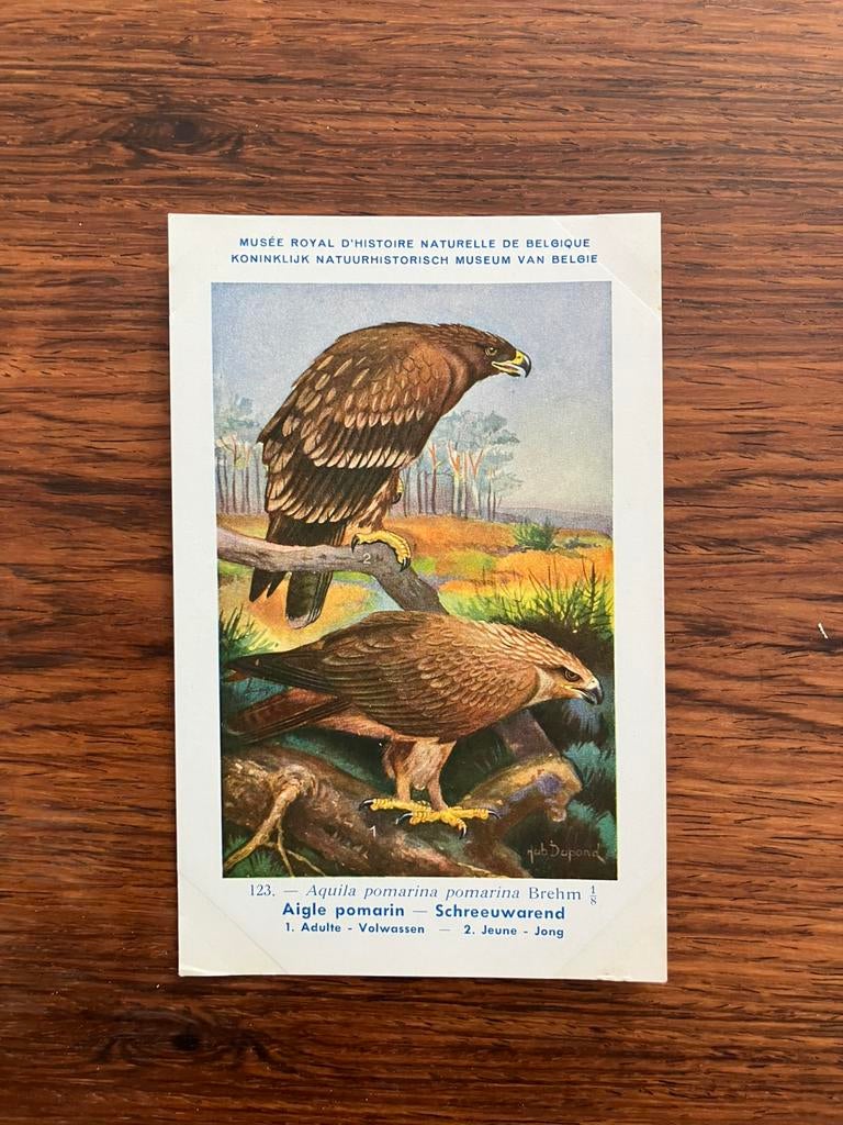 Vogels der Belgische Fauna Nr. 123 schreeuwarend, Verzamelen, Ophalen of Verzenden, 1940 tot 1960, Ongelopen, Vogel
