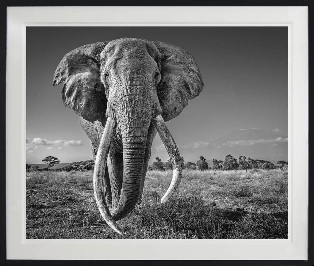 David Yarrow - Space for Giants, Maison & Meubles, Accessoires pour la Maison | Peintures, Dessins & Photos, Comme neuf, Enlèvement