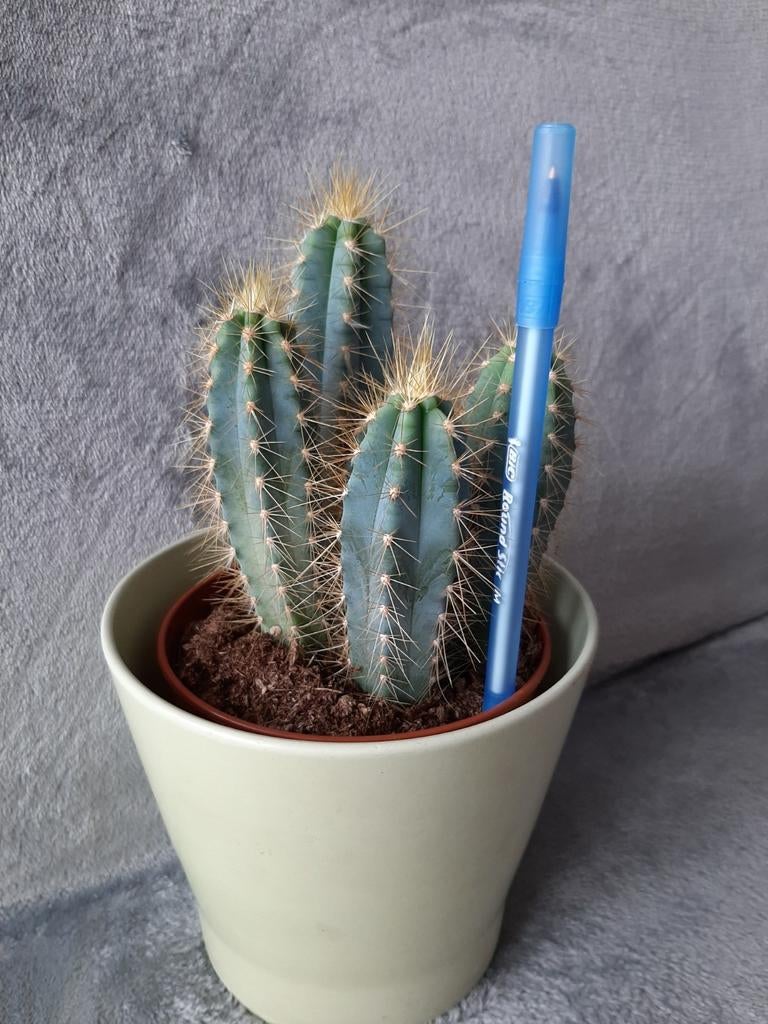Cactus (sans le cache pot), Cactus