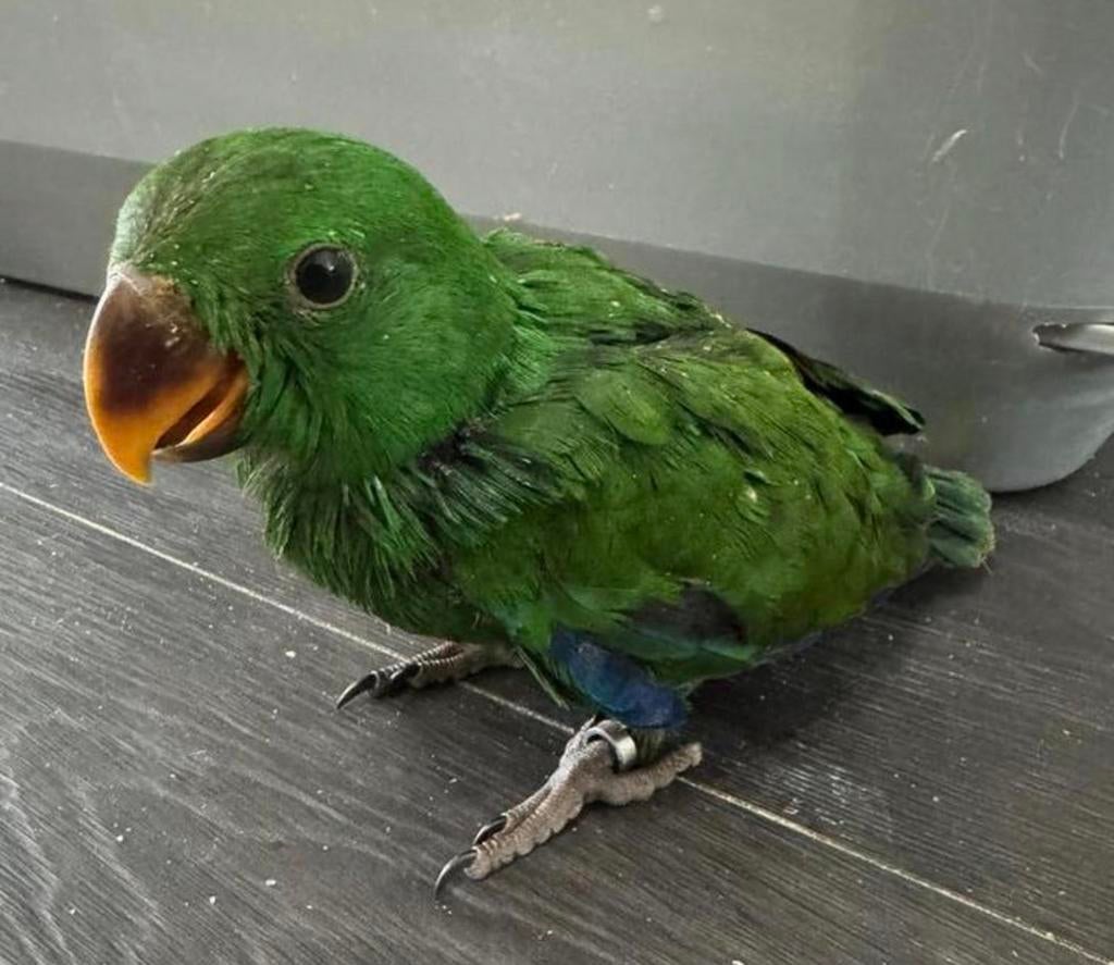 Jeune perroquet Eclectus super docile, Mâle, Perroquet, Parleur