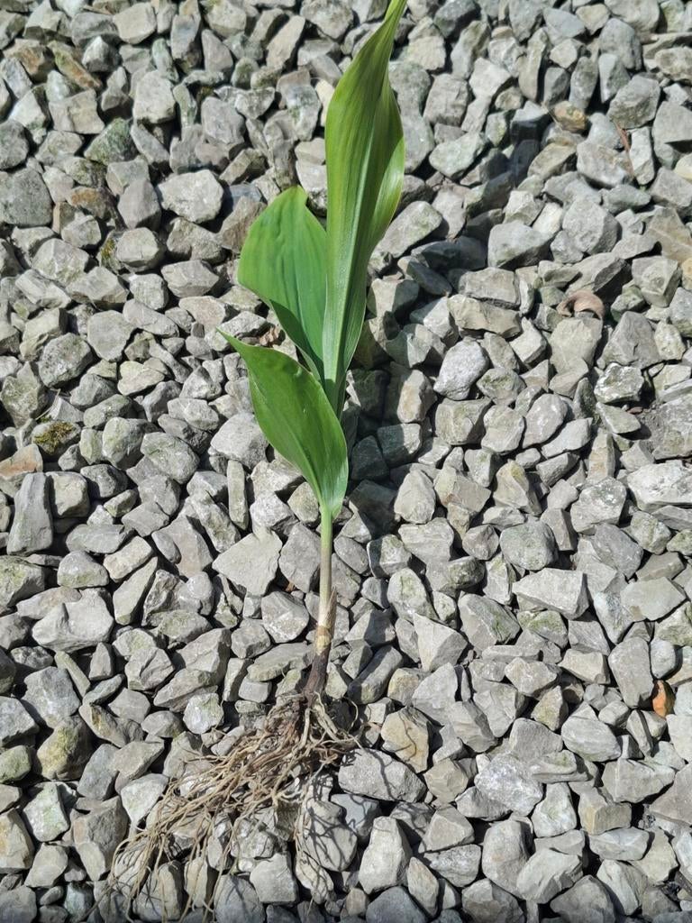 Plants de muguet avec racines à repiquer, Jardin & Terrasse, Enlèvement, Printemps, Mi-ombre